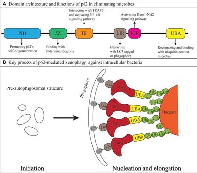 The versatile defender: exploring the multifaceted role of p62 in intracellular bacterial infection